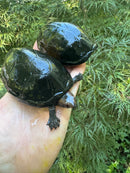 Tobasco Mud Turtle Adult Trio