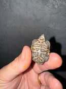Hi White Concentric Diamondback Terrapin 2024