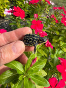 HI YELLOW Florida Box Turtle