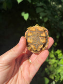 Pancake Tortoise Baby