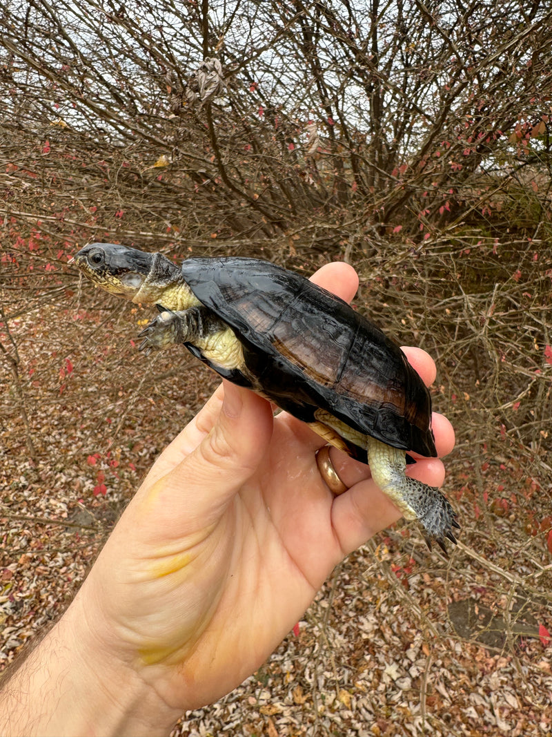 African Dwarf Mud Turtle Adult Female