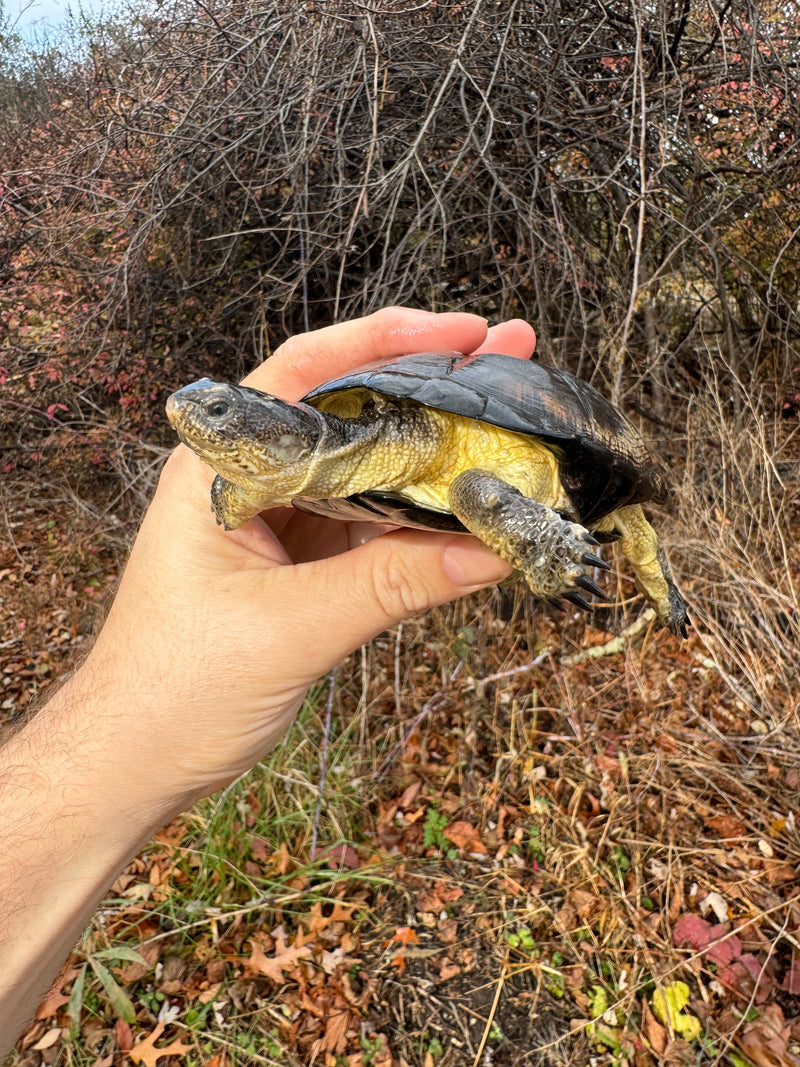 African Dwarf Mud Turtle Adult Female