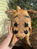 Libyan Greek Tortoise Adult Female