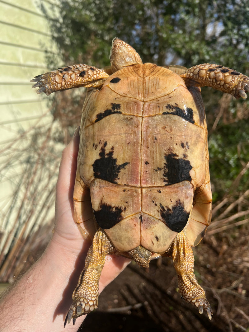 Libyan Greek Tortoise Adult Female