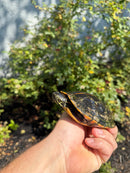 Southern Painted Turtle Adult Female