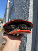 Super Red Northern Red Bellied Turtle Adult Female