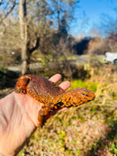 Super Red Niger Uromastyx Adult Pair