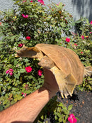 Smooth Softshell Turtle Adult Female