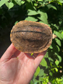 Golden Coin Box Turtle Adult Female (Cuora trifasciata )