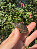 Indian Pink Ringed Tent Turtle