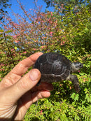 Aldabra Tortoise USA CB 2025