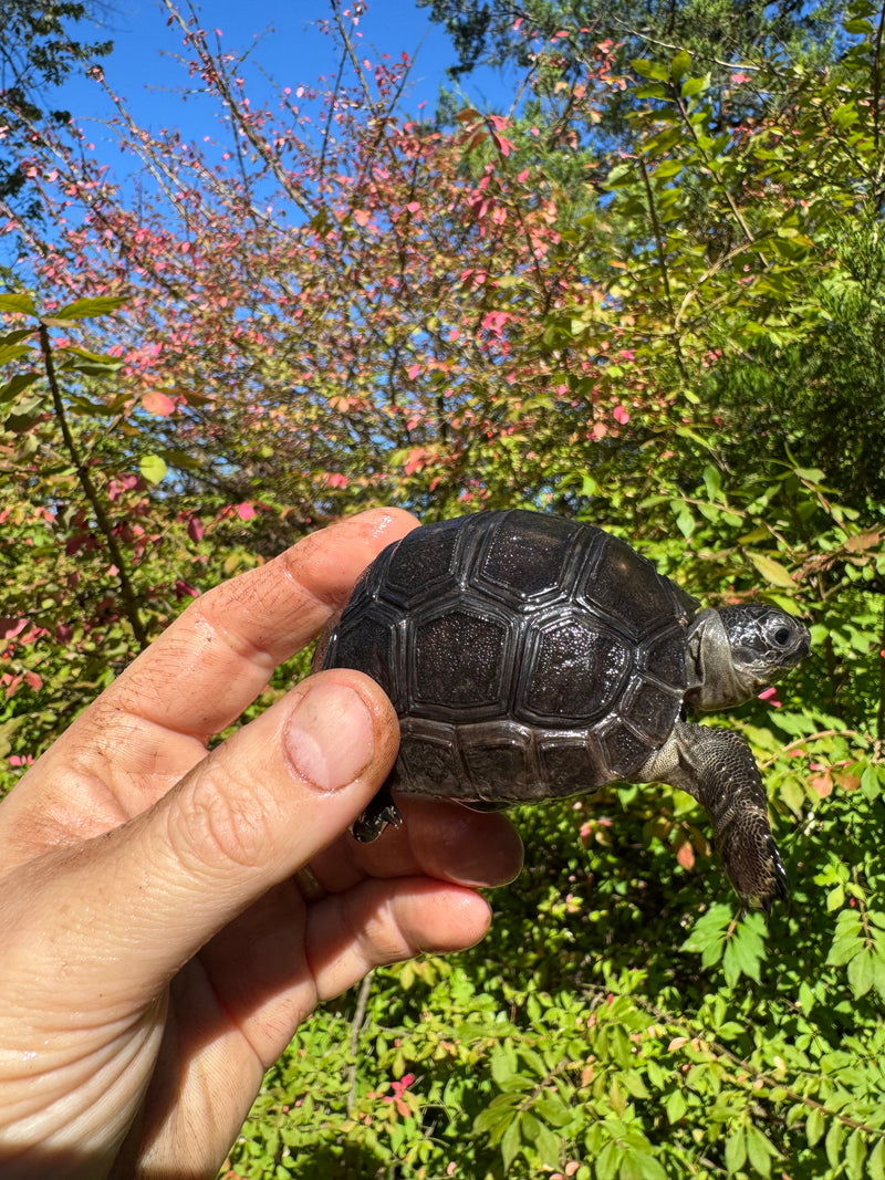 Aldabra Tortoise USA CB 2025