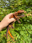 Super Red Niger Uromastyx Adult Pair