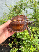 Spiny Hill Turtle CB 2025