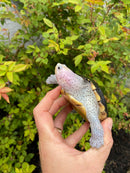 Ornate Diamondback Terrapin Female