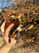 White Lipped Mud Turtle Adult Pair