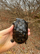 African Dwarf Mud Turtle Adult Female