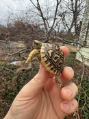 Leopard Tortoise 2026