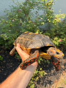 Red Foot Tortoise Adult Male