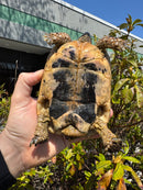 Libyan Greek Tortoise Adult Male