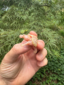 Baby Albino Common Snapping Turtle 2025 Pig Tail