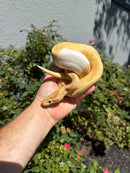 Banana Ball Python Mixed Morph Male