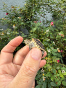 Hypomelanistic Common Snapping Turtle 2026