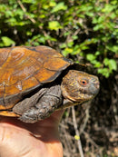 Keeled Box Turtle Adult Female