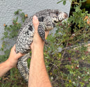 Blue Tegu Adult Female Breeder