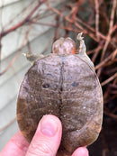 Malayan Red Softshell Baby USA CB