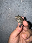 Hi White Concentric Diamondback Terrapin 2024