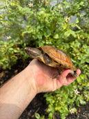 Flat Shell Turtle Juvenile Female 2025