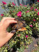 Twist-necked Turtle LTC Female