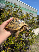 Libyan Greek Tortoise Adult Male
