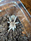 Chilean Rose Hair Tarantula (2 inch)  (Grammostola rosea)
