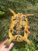 Libyan Greek Tortoise Adult Female