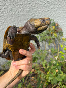 Chinese Big Head Turtle Adult Male