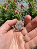 Albino Florida Snapping Turtle 2026