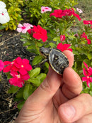 HI YELLOW Florida Box Turtle