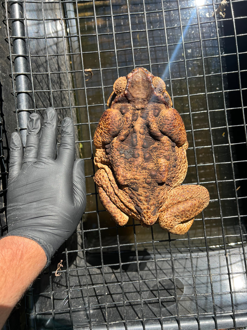 Suriname Giant Marine Toad Male