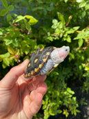 Ornate Diamondback Terrapin Female