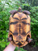 HI COLORED Suriname Red Foot Tortoise Adult Pair 6 (Chelonoidis carbonaria)