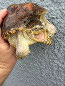 Hypomelanistic Common Snapping Turtle 2024