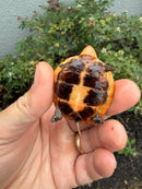 Bourret's Flowerback Box Turtle 2026
