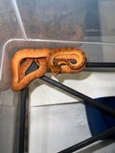 Amazon Tree Boa Baby 2023 CB