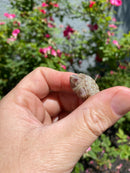 Albino Florida Snapping Turtle 2026