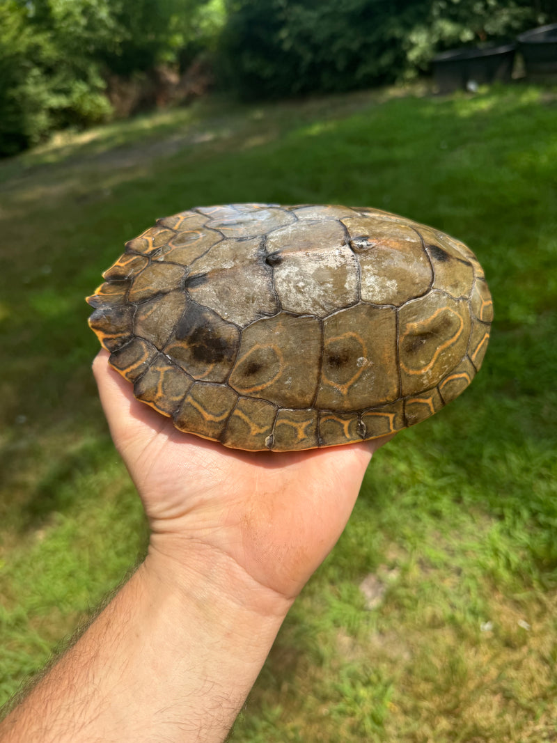 Barbour's  Map Turtle 1.4 Adult Breeding Colony (Graptemus barbouri)