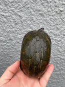 Red Cheeked Mud Turtle Adult Trio