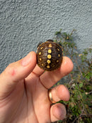 Hi Color Eastern Box Turtle Baby