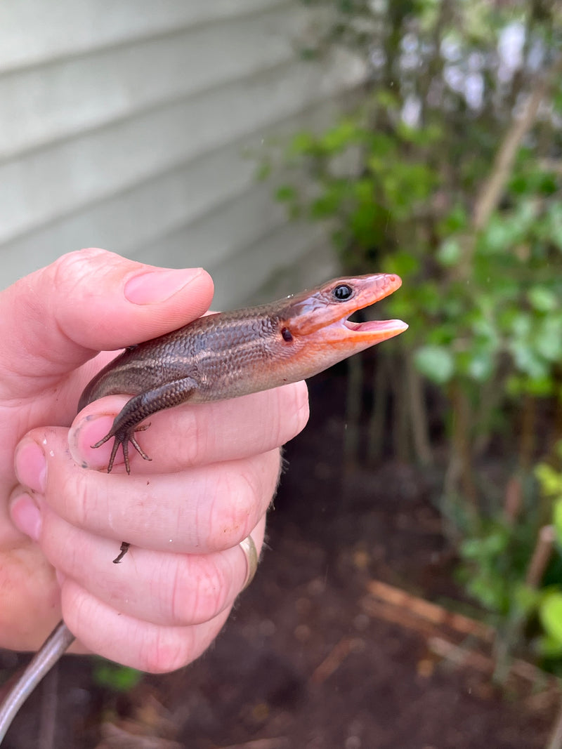 Broad-headed Skinks (Plestiodon laticeps)